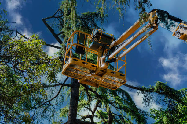 Best Tree Risk Assessment  in Clovis, CA