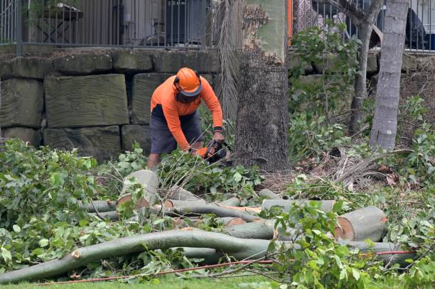 Clovis, CA Tree Care  Company